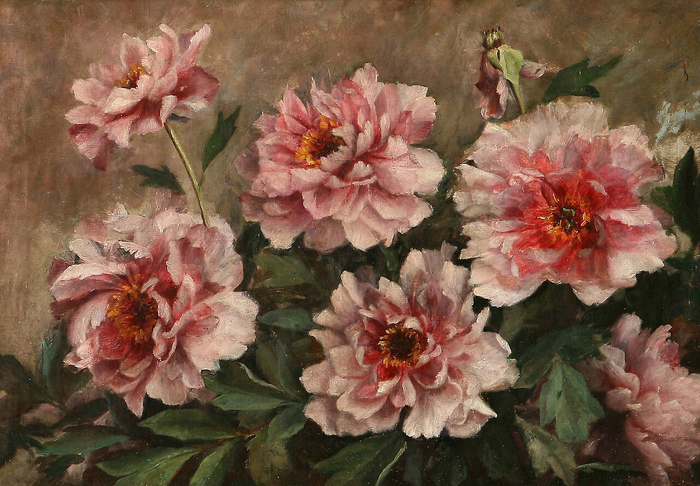 Pink penoies. (700x486, 451Kb)