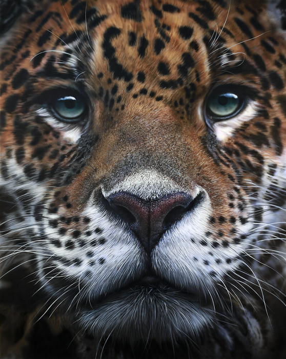 johannes-wessmark-panthera-onca-lowres (558x700, 501Kb)