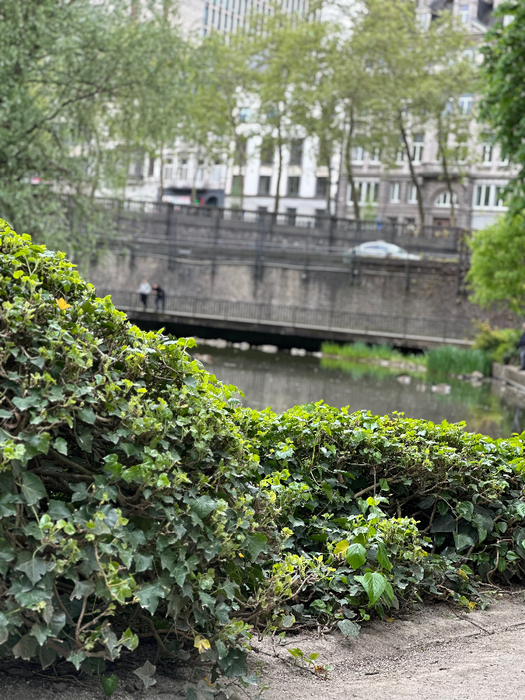 IMG_9519 (525x700, 526Kb)