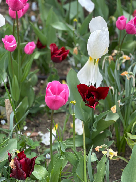 IMG_9569 (525x700, 421Kb)