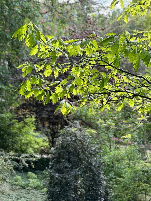 IMG_9578 (525x700, 577Kb)