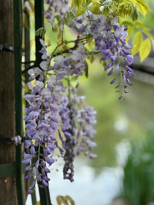 IMG_9619 (525x700, 383Kb)