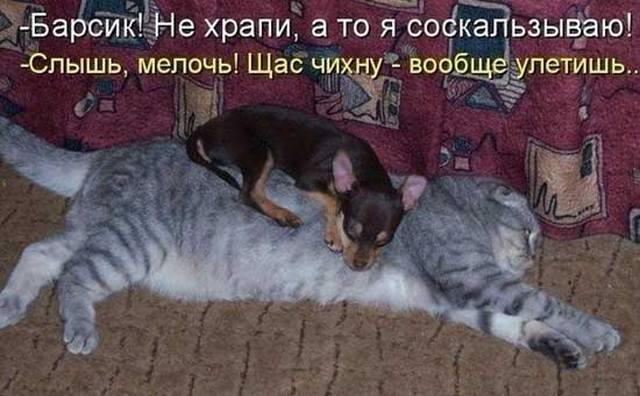 4743317_prokotovisobak03 (640x396, 44Kb)