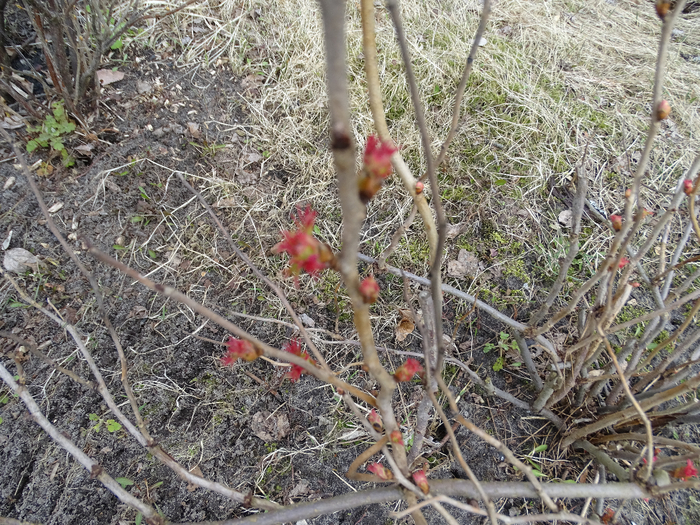 DSC00015 (700x525, 596Kb)