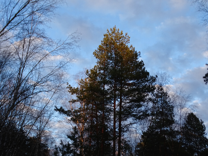 DSC00024 (700x525, 493Kb)