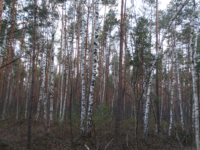 DSC00029 (700x525, 553Kb)