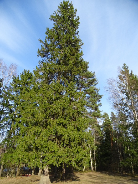 DSC00055 (525x700, 567Kb)