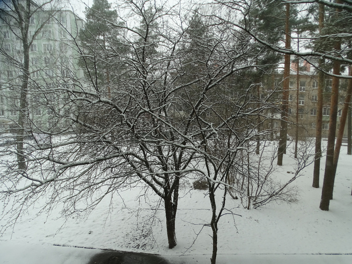 DSC00093 (700x525, 484Kb)