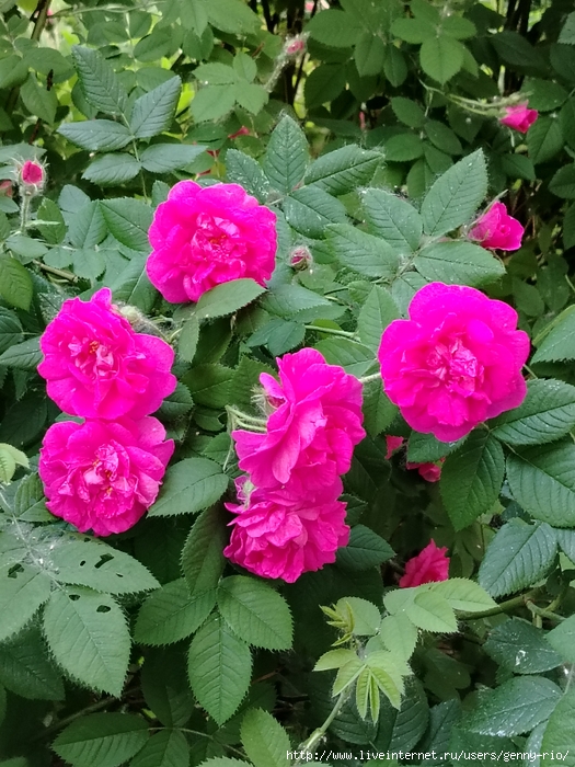 IMG_20250531_185034 (525x700, 354Kb)