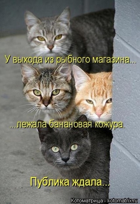 4743317_i24941 (480x700, 215Kb)