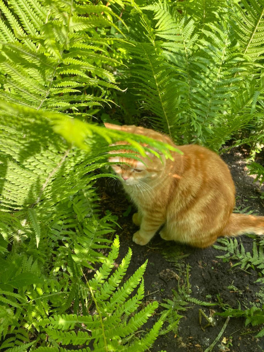 IMG-20250531-WA0018 (525x700, 533Kb)