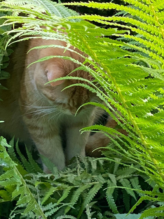 IMG-20250531-WA0016 (525x700, 489Kb)