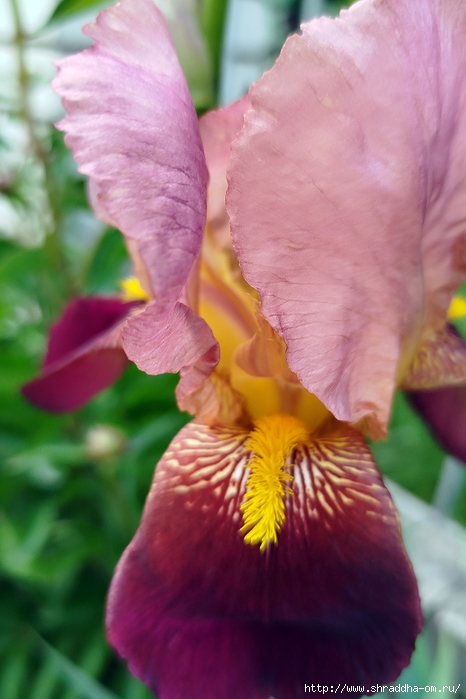 05_,  2025 (26) (466x700, 213Kb)