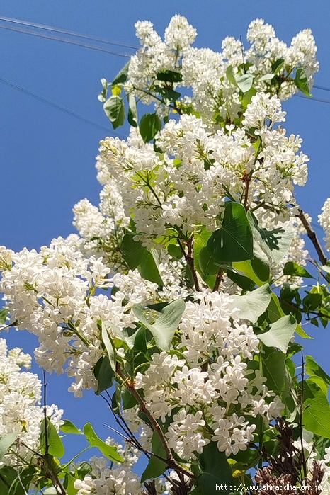 05_,  2025 (32) (466x700, 372Kb)