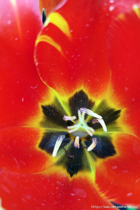 05_,  2025 (44) (466x700, 236Kb)
