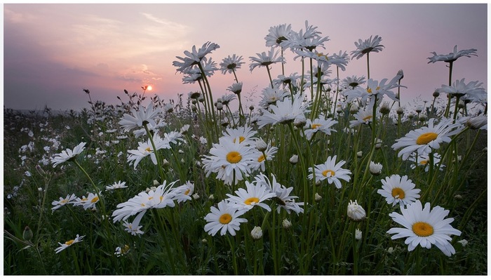 IMG_1868 (700x399, 110Kb)