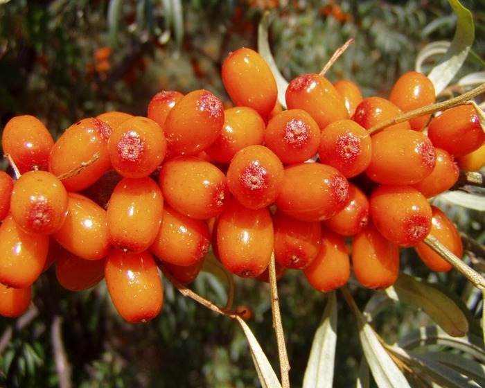 2835299_oblepiha_v_domashnei_kosmetologii (700x560, 109Kb)