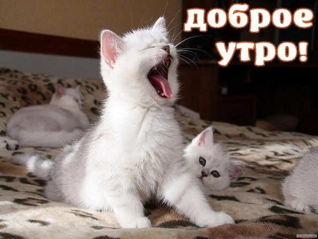 4743317_i25027 (640x480, 71Kb)