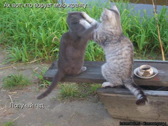 4743317_Mg (640x480, 52Kb)