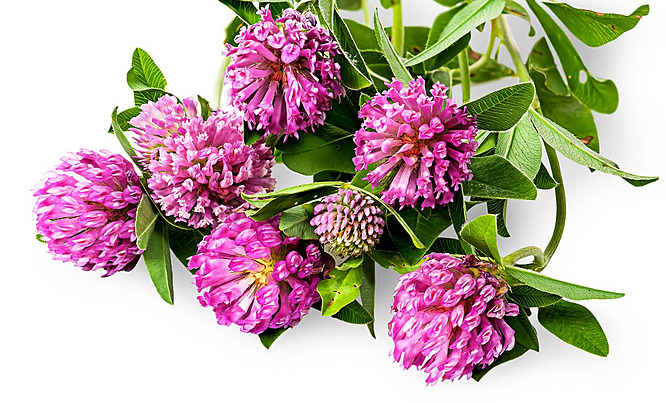 pngtree-bouquet-of-clover-flowers-with-green-leaves-plant-pink-shamrock-photo-image_24163904 (666x403, 314Kb)