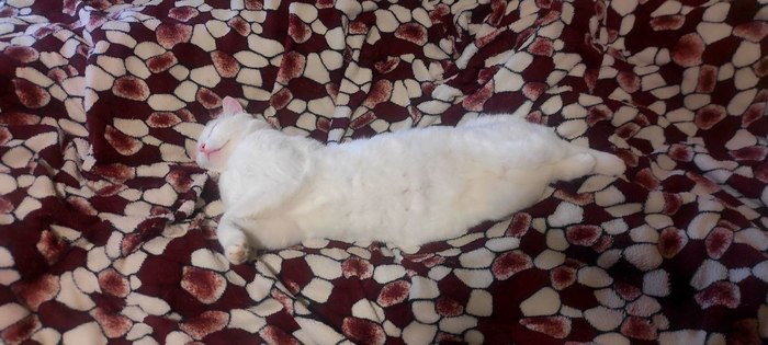 1018385_photo_20250607_211327 (700x315, 68Kb)