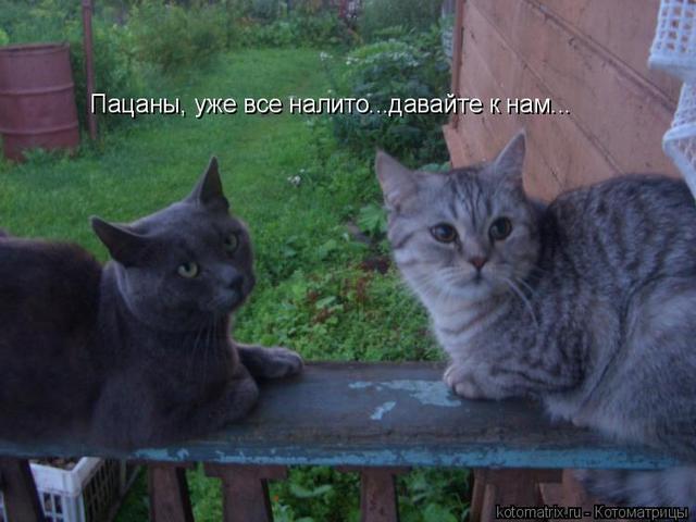 4743317_WP (640x480, 40Kb)