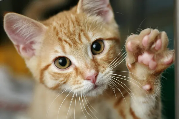 depositphotos_4577097-stock-photo-kitten-with-his-paw-raised (600x399, 194Kb)