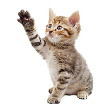 pngtree-cute-cat-with-paw-up-png-image_13865631 (360x360, 143Kb)
