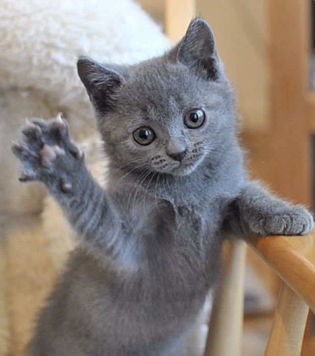 1680265506_animals-pibig-info-p-kotik-mashet-lapkoi-zhivotnie-vkontakte-16 (618x700, 293Kb)