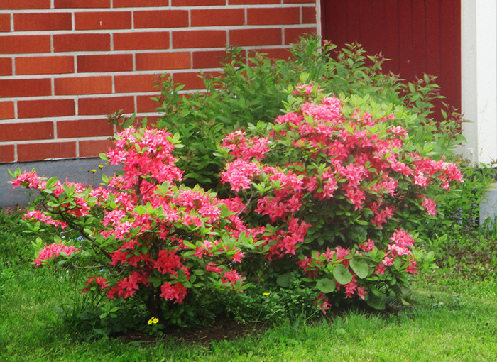 IMG_9340 (700x510, 216Kb)
