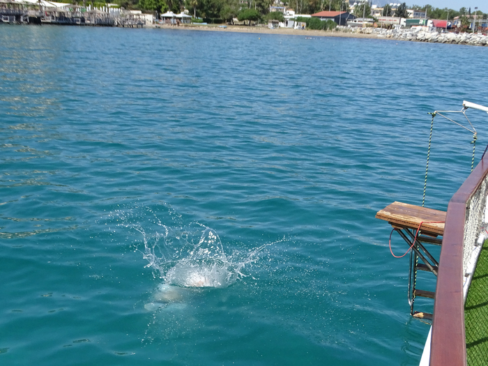 DSC00119 (700x525, 445Kb)