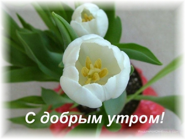 2835299_4fb8920b61f2ccf82898f8a7a2e066e5_i193 (600x449, 153Kb)
