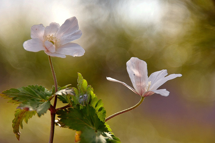_DSC9111_edited (700x466, 128Kb)