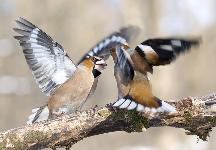 b_0_650_00___images_animals_dubonos2 (700x486, 244Kb)