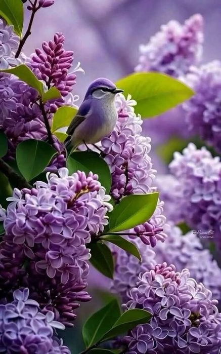 IMG_20250411_070134 (437x700, 67Kb)