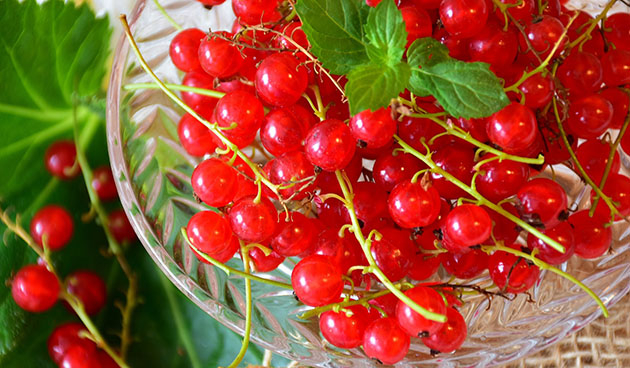 krasnaya_smorodina_polza_i_vred_630 (630x368, 248Kb)