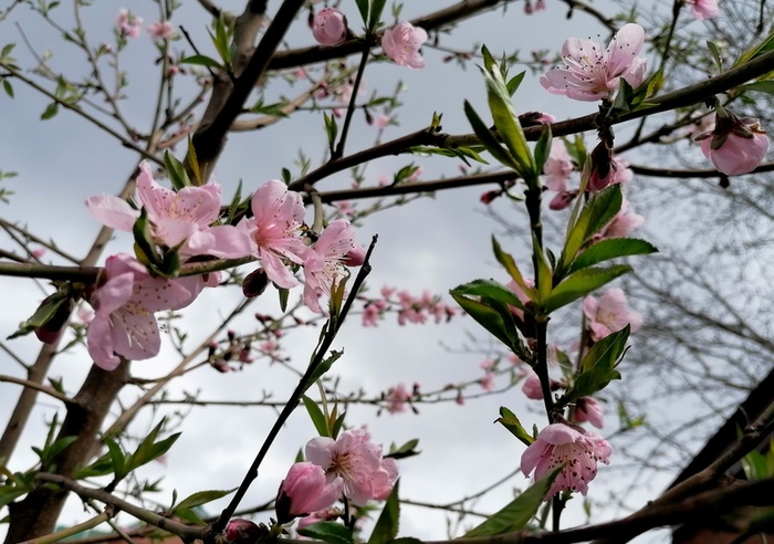IMG_20250409_130442 (700x492, 161Kb)