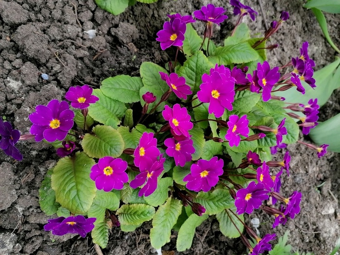 IMG_20250409_131603 (700x525, 238Kb)