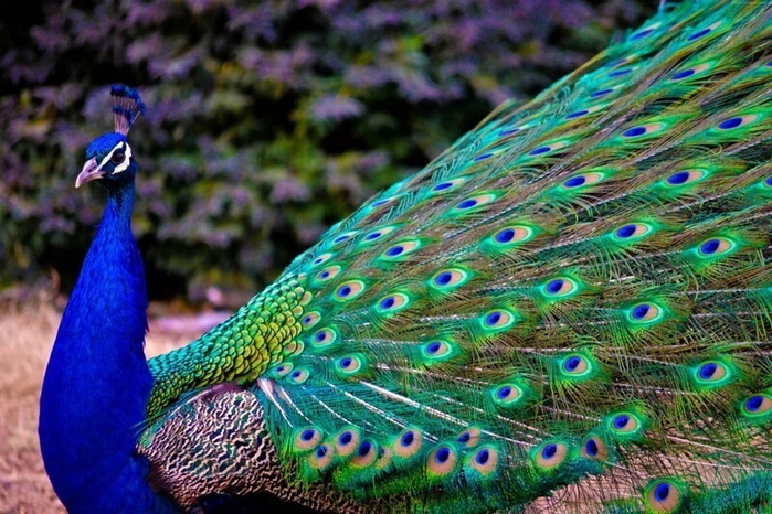 23 (700x466, 465Kb)
