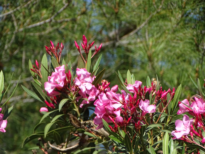 DSC00191 (700x525, 491Kb)