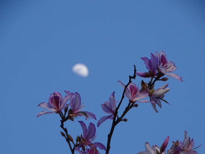 DSC00212 (700x525, 309Kb)