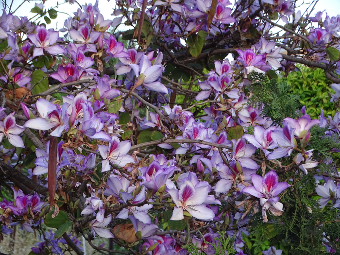 DSC00215 (700x525, 590Kb)