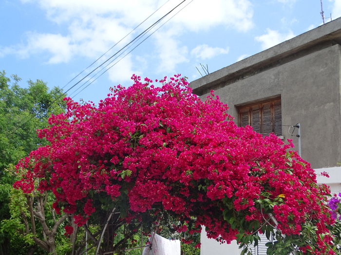 DSC00004 (700x525, 563Kb)