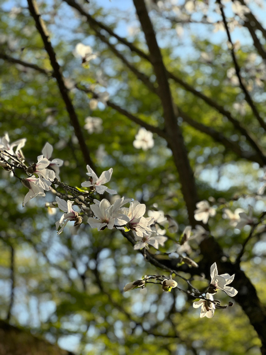 IMG_8857 (525x700, 416Kb)