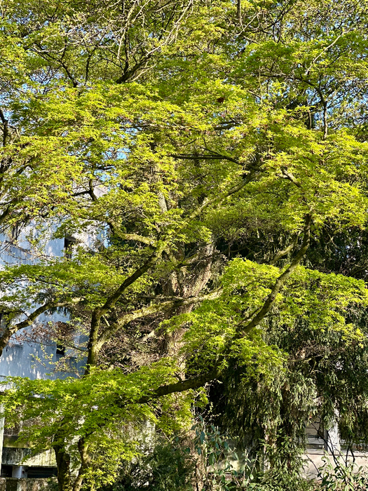 IMG_8868 (525x700, 748Kb)