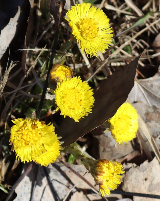 IMG_4921 (556x700, 424Kb)