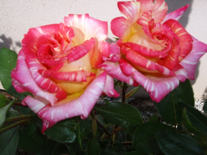 P6200021 (700x525, 435Kb)