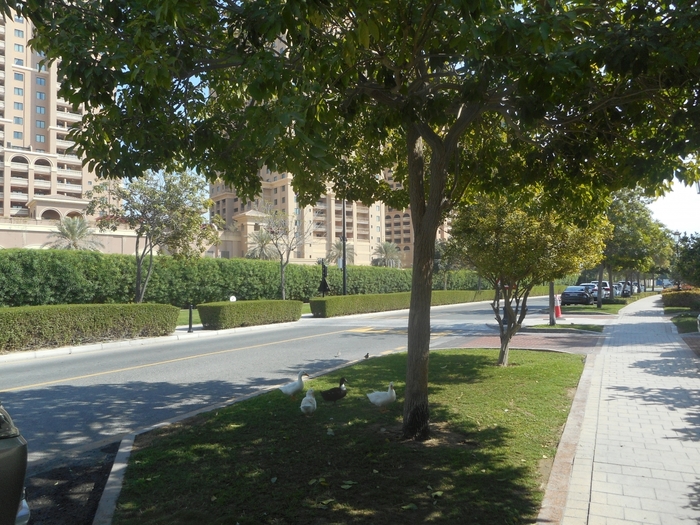 4878453_ttDSCN0365 (700x525, 349Kb)