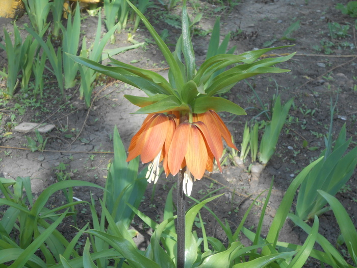 DSCN5947 (700x525, 187Kb)