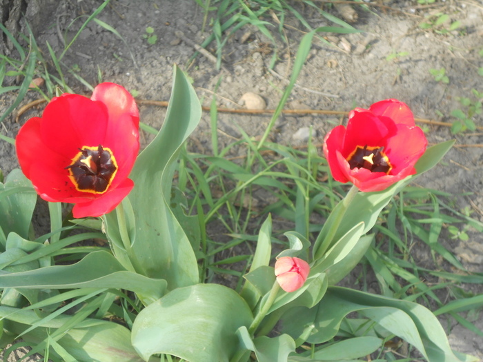 DSCN5949 (700x525, 174Kb)